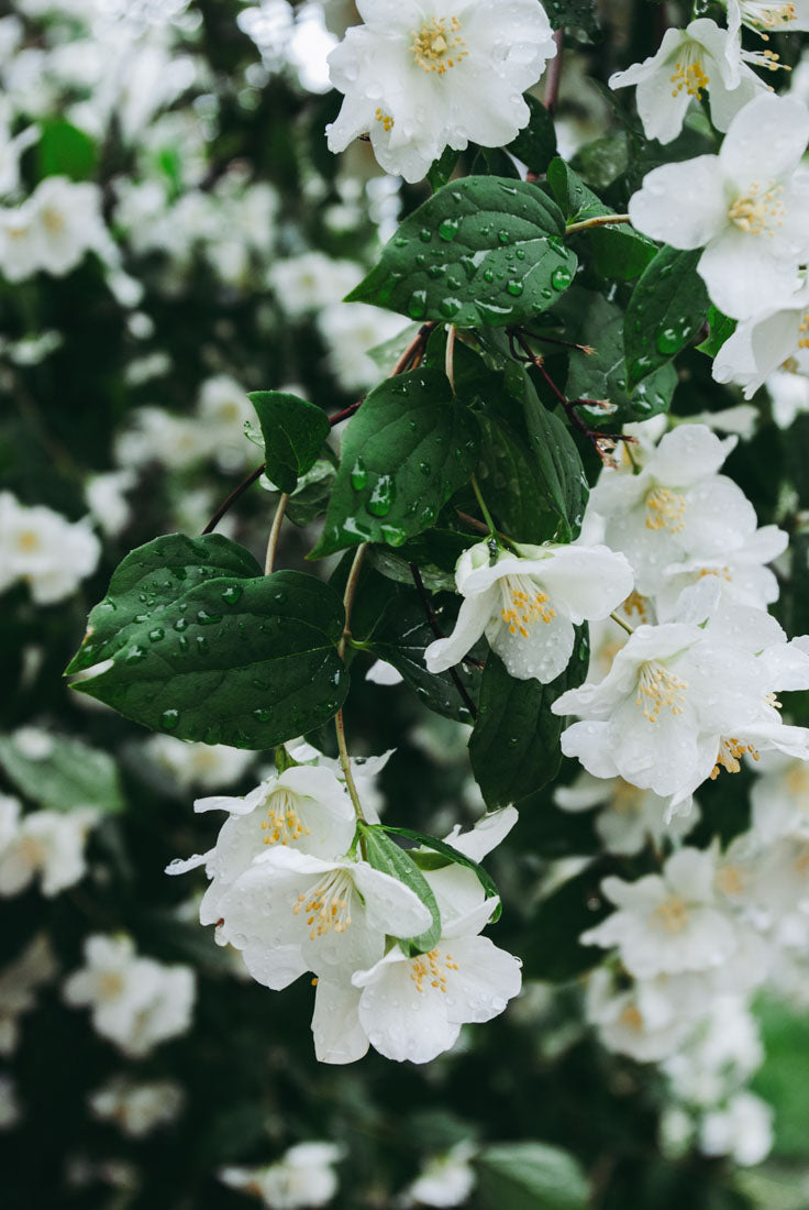 Jasmine