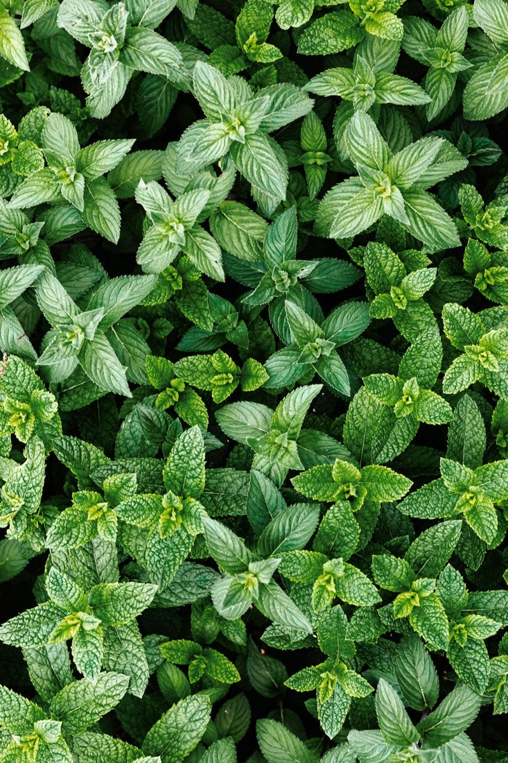 Spearmint