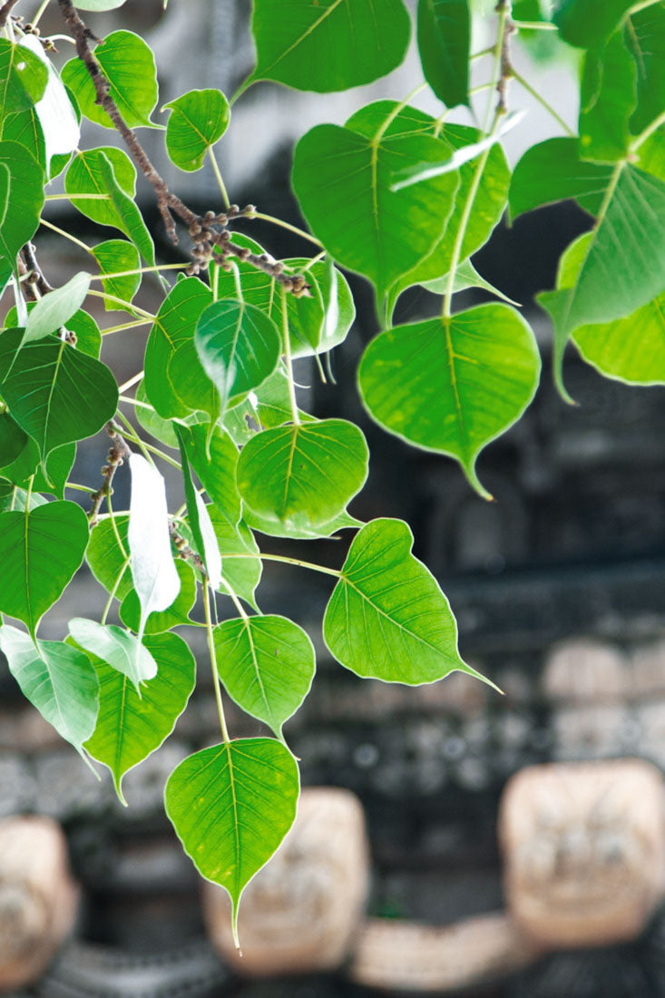 Bodhi Tree / Ficus Religiosa